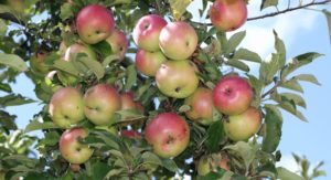 well developed apple fruits