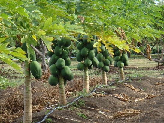 papaya drip irrigation