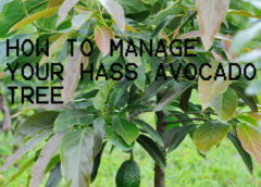 Hass avocado farming