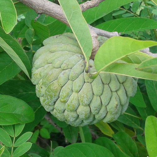 Custard apple farming