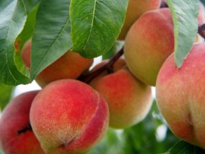 Peaches farming