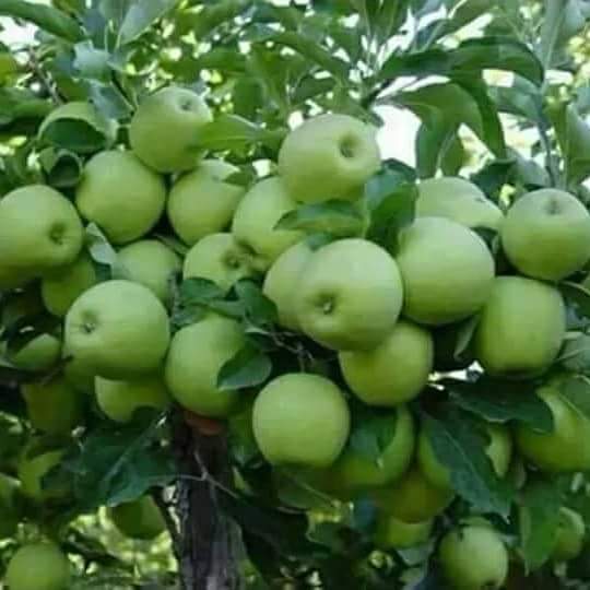 apple fruits grown in Kenya