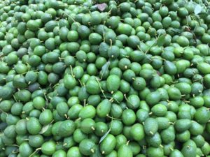 hass avocado in Kakuzi Limited
