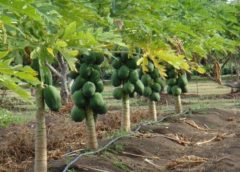 papaya drip irrigation